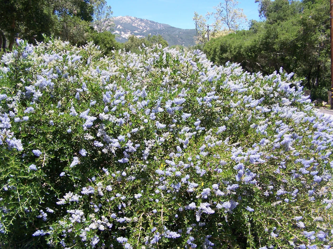 Ceanothus (California Lilac) in Tunnel Road & Mission Canyon Road triangle, SBBG