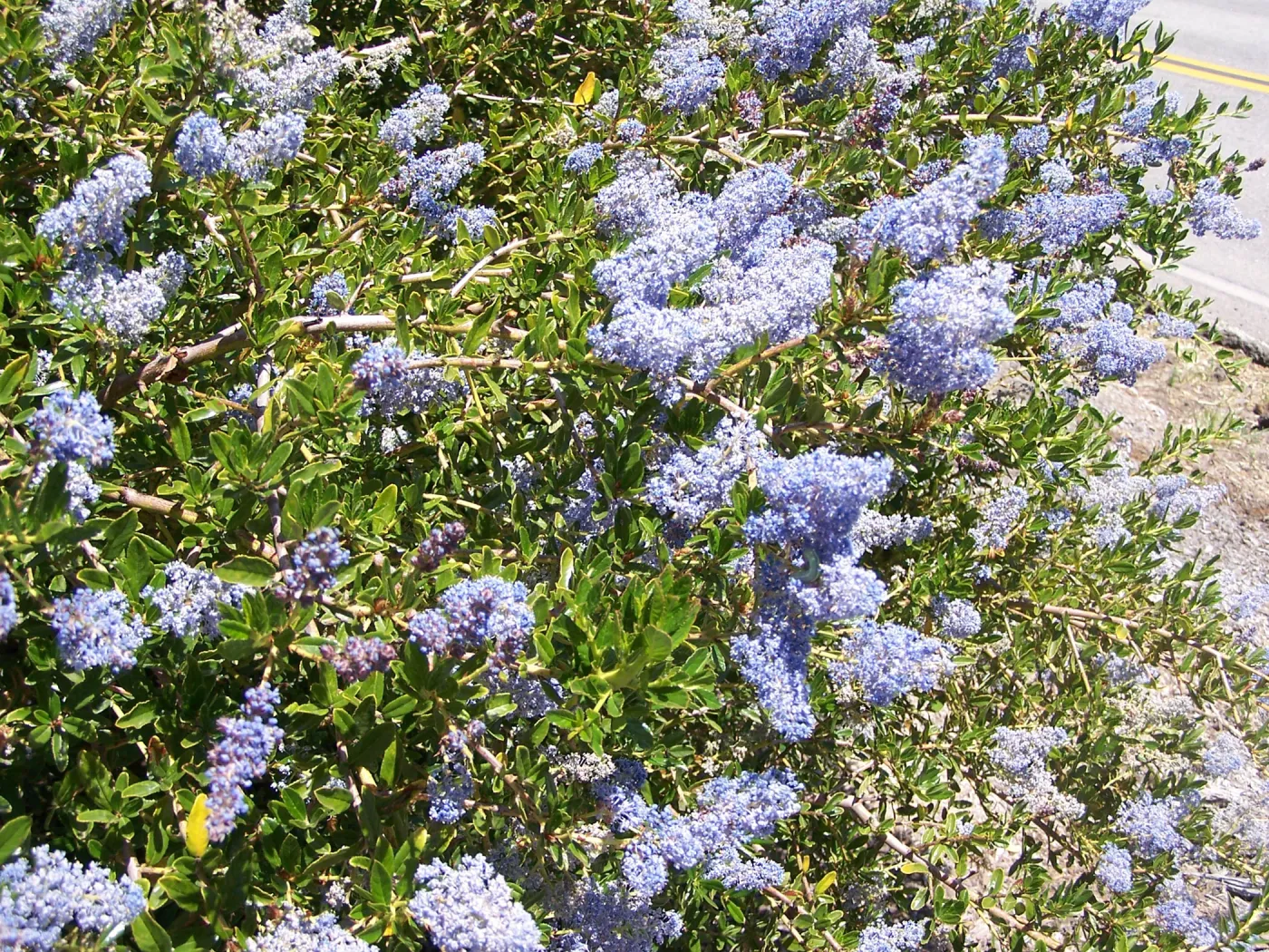 Ceanothus (California Lilac) in Tunnel Road & Mission Canyon Road triangle, SBBG