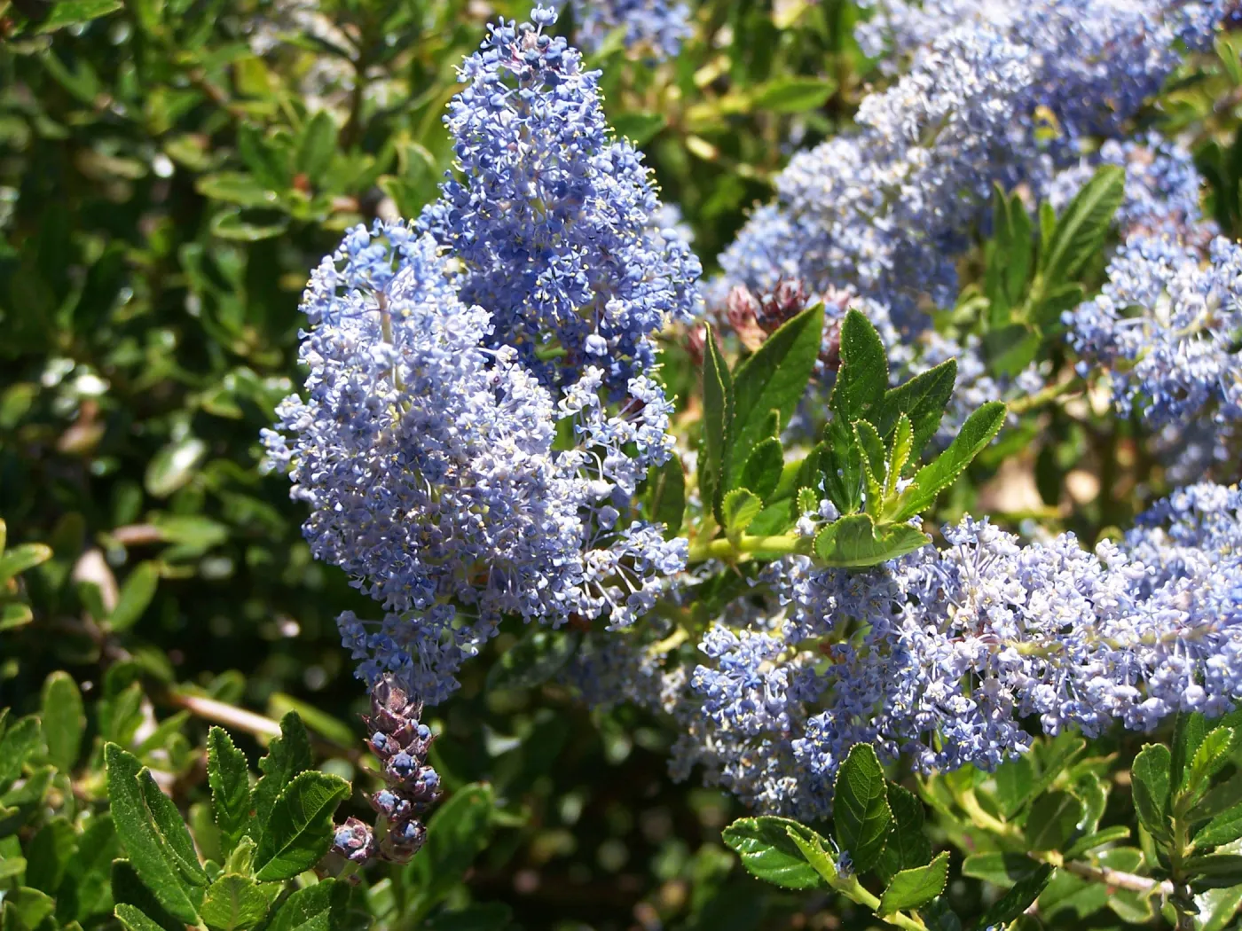 Ceanothus (California Lilac) in Tunnel Road & Mission Canyon Road triangle, SBBG