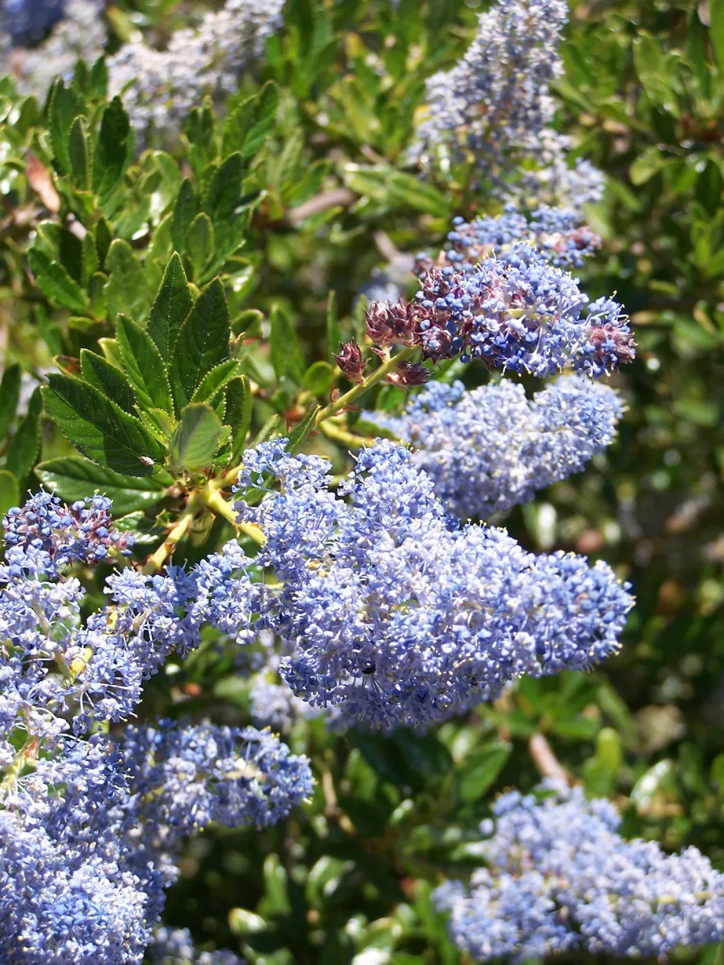 Ceanothus (California Lilac) in Tunnel Road & Mission Canyon Road triangle, SBBG