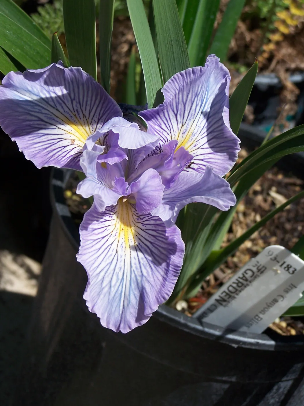 Iris 'Canyon Bliss', SBBG Cultivar, 93-183 plant label, growing in one-gallon nursery pot