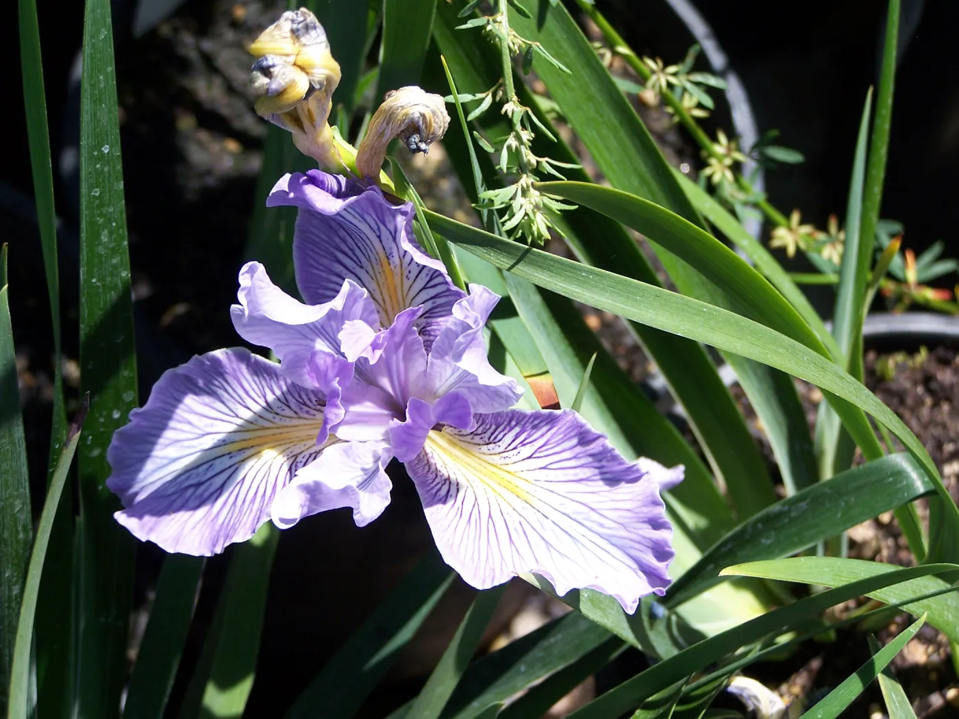 Iris 'Canyon Bliss', SBBG Cultivar, growing in one-gallon nursery pot