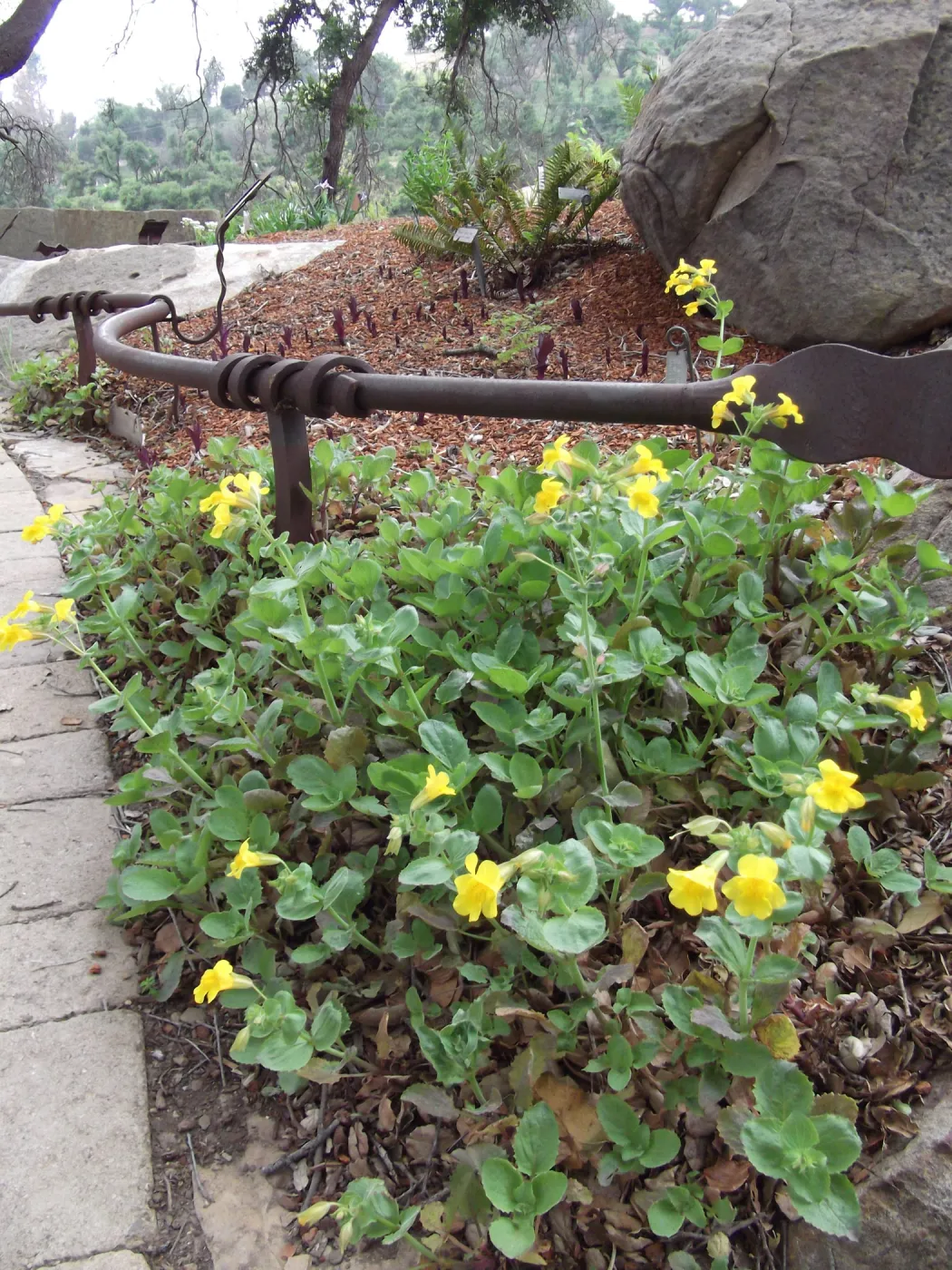 yellow mimulus in the Orchid Display at SBBG