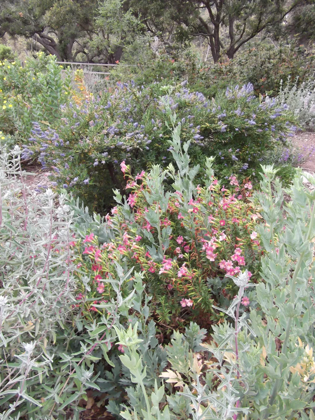Mixed border with Mimulus