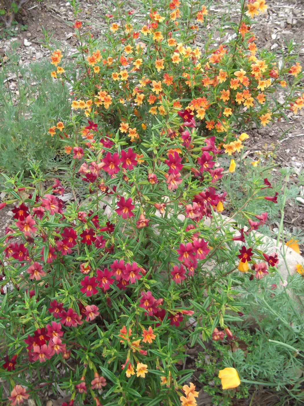Mimulus 'Trish' gowing with Mimulus 'Robin'