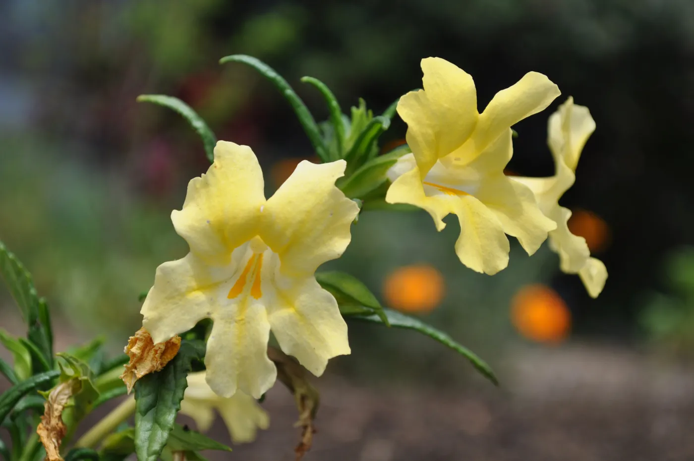 Mimulus 'Elinor'