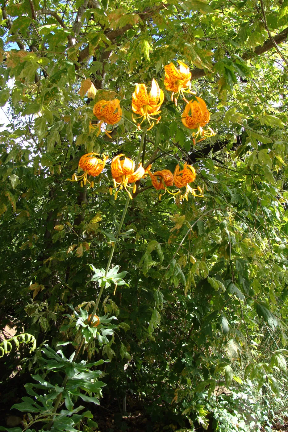 June in the Garden, Lilium humboldtii inflorescence at the Pond