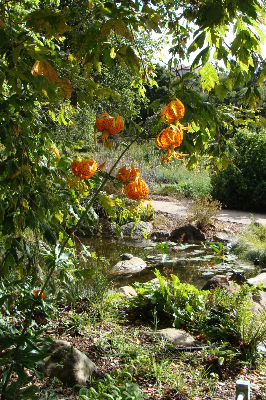 June in the Garden, Lilium humboldtii inflorescence at the Pond