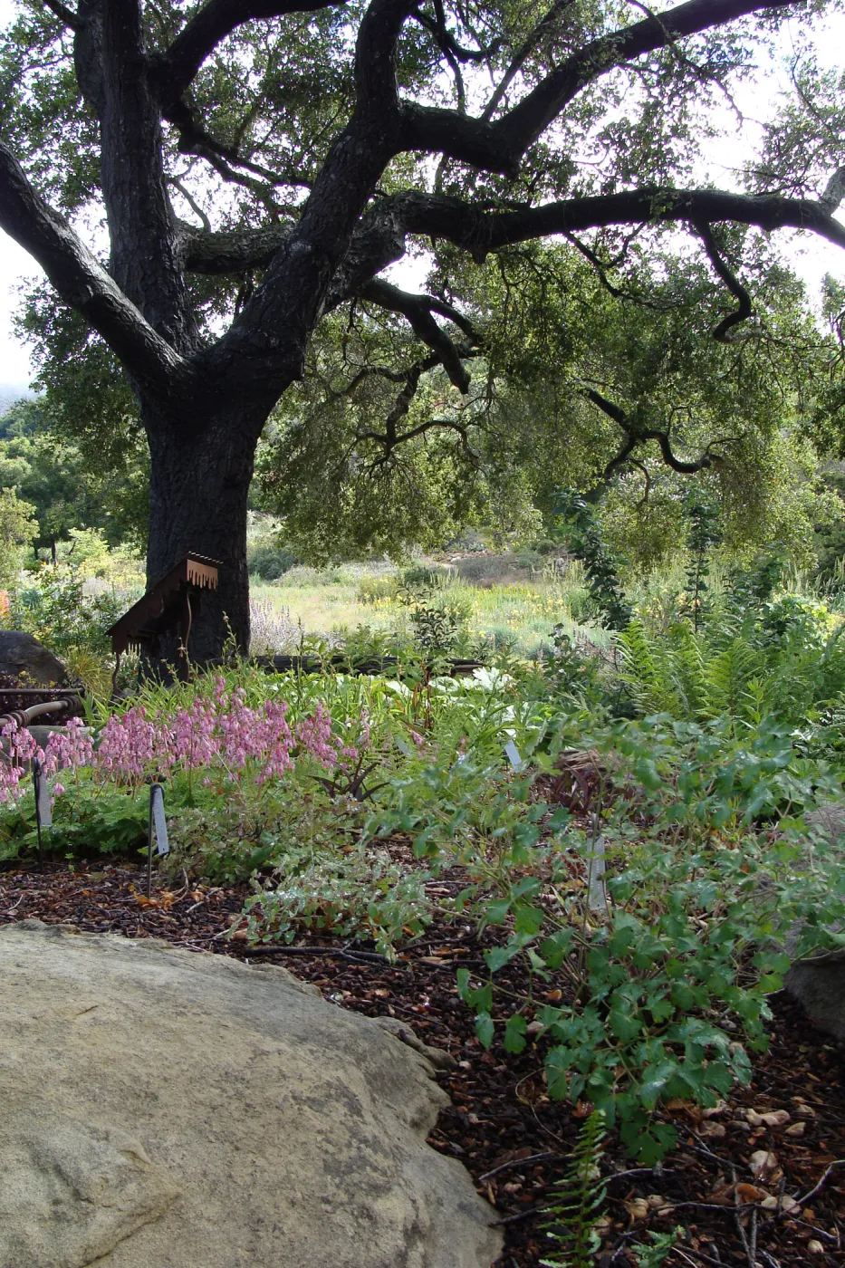 June in the Garden, Orchid Display Garden