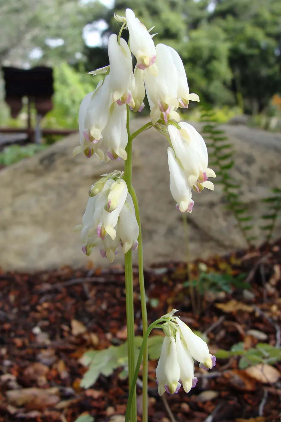 June in the Garden, Orchid Display Garden