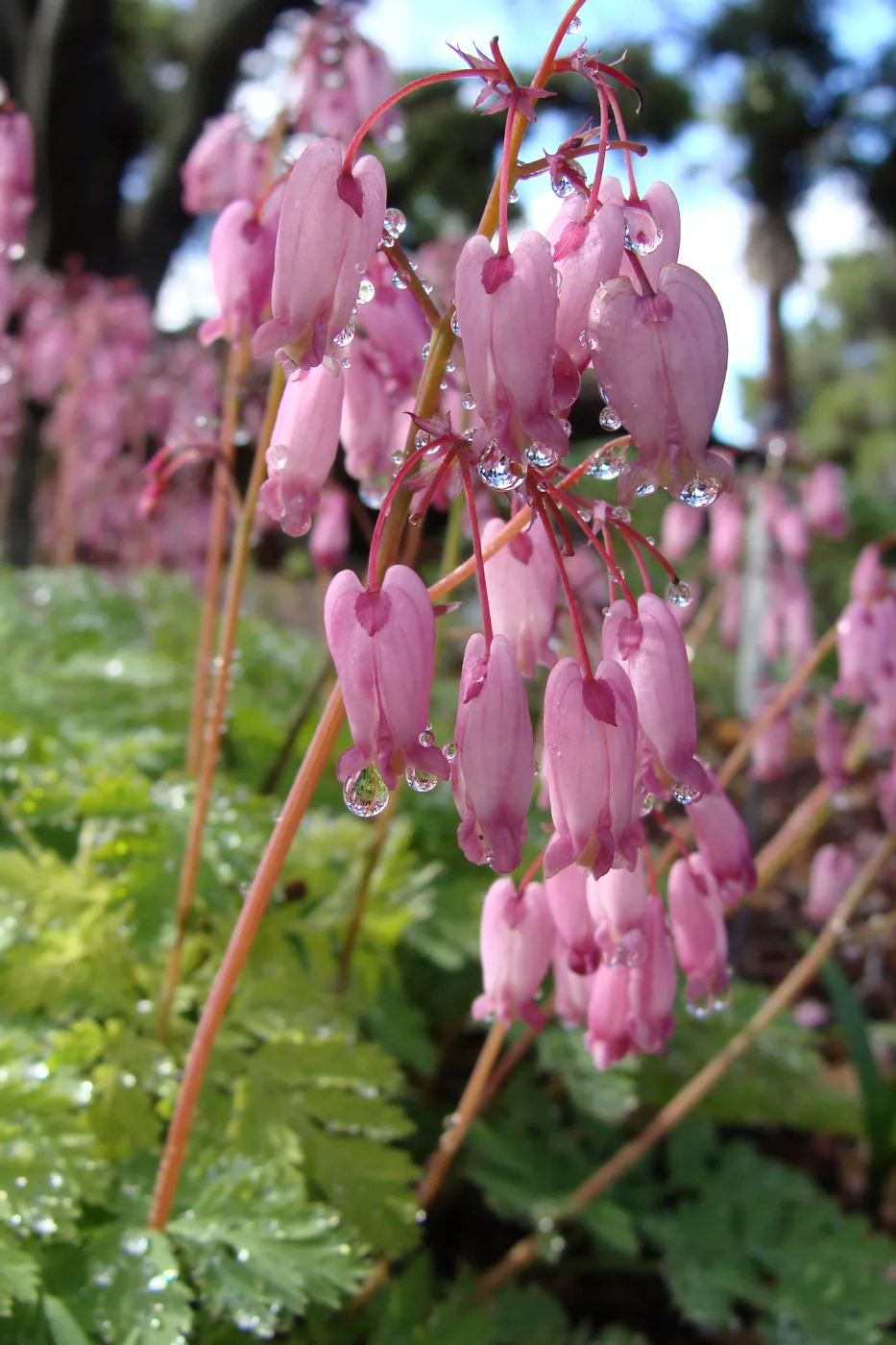June in the Garden, Orchid Display Garden