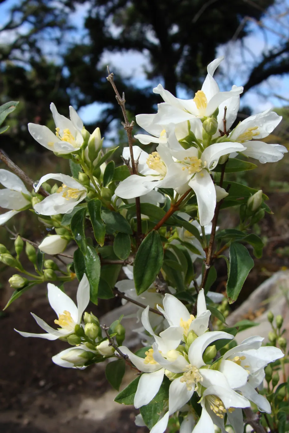 June in the Garden, Bullard Brook display