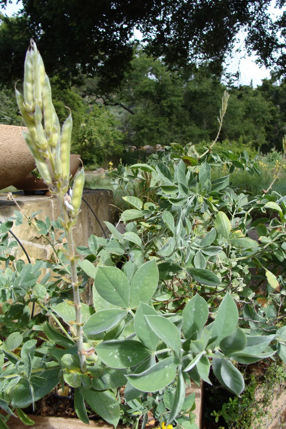 June in the Garden, SBBG Conservation Display Garden, Thermopsis fruit