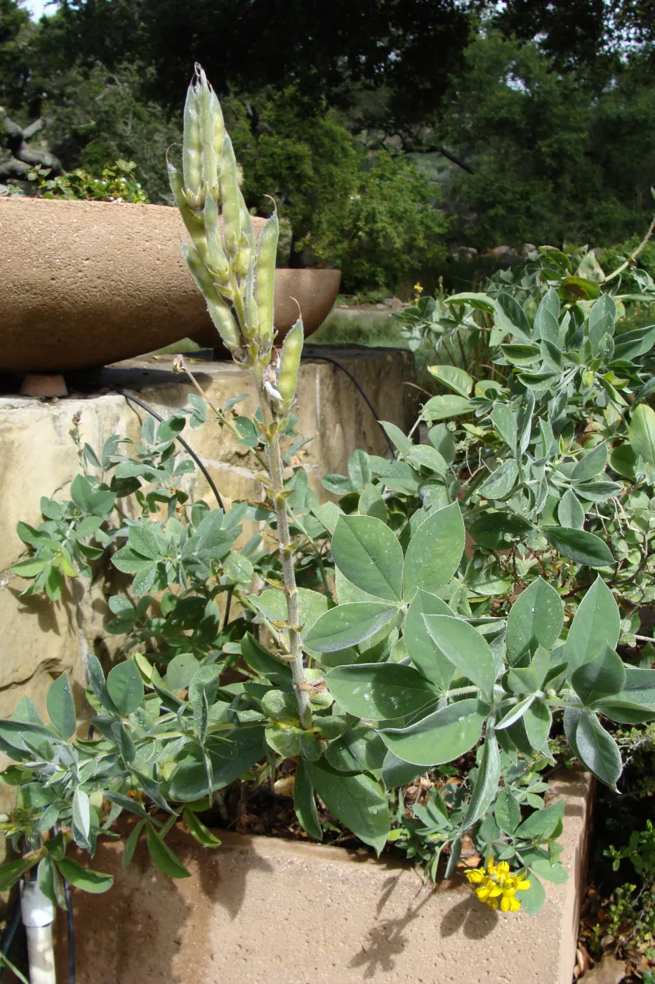 June in the Garden, SBBG Conservation Display Garden, Thermopsis fruit