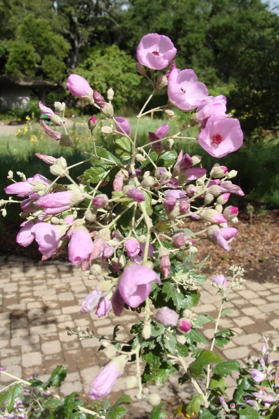 June in the Garden, SBBG Conservation Display Garden, Malacothamnus flowers