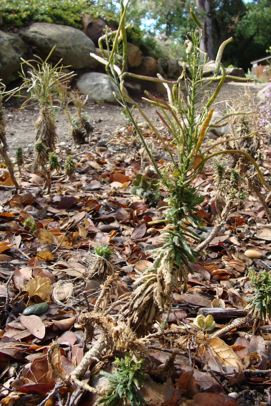 June in the Garden, SBBG Conservation Display Garden, Arabis hoffmannii fruits