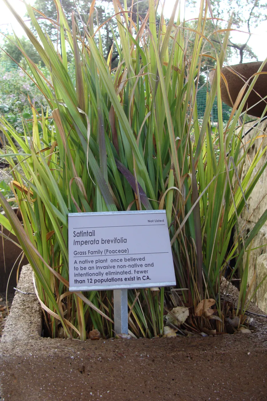June in the Garden, SBBG Conservation Display Garden, Imperata brevifolia with Plant information label