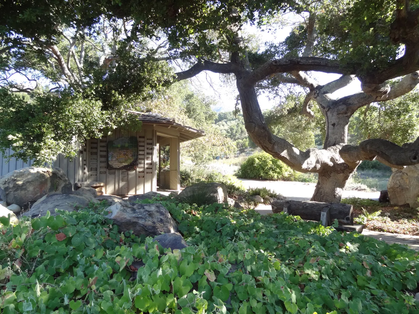 Information Kiosk under oak canopy