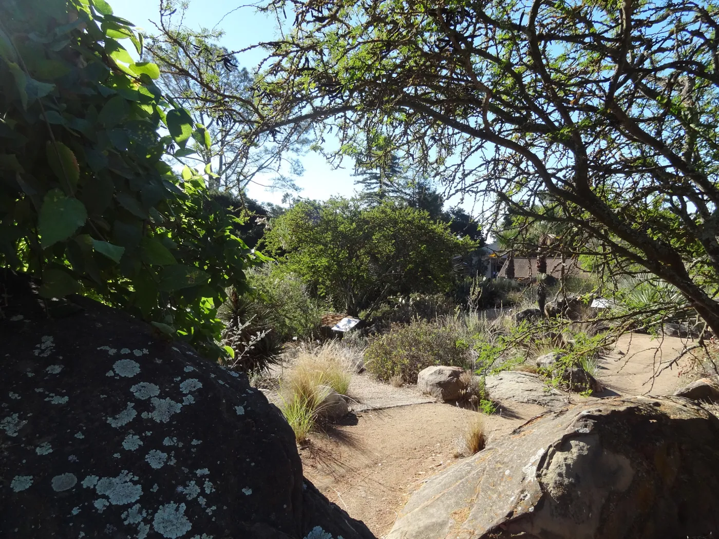 Desert Section