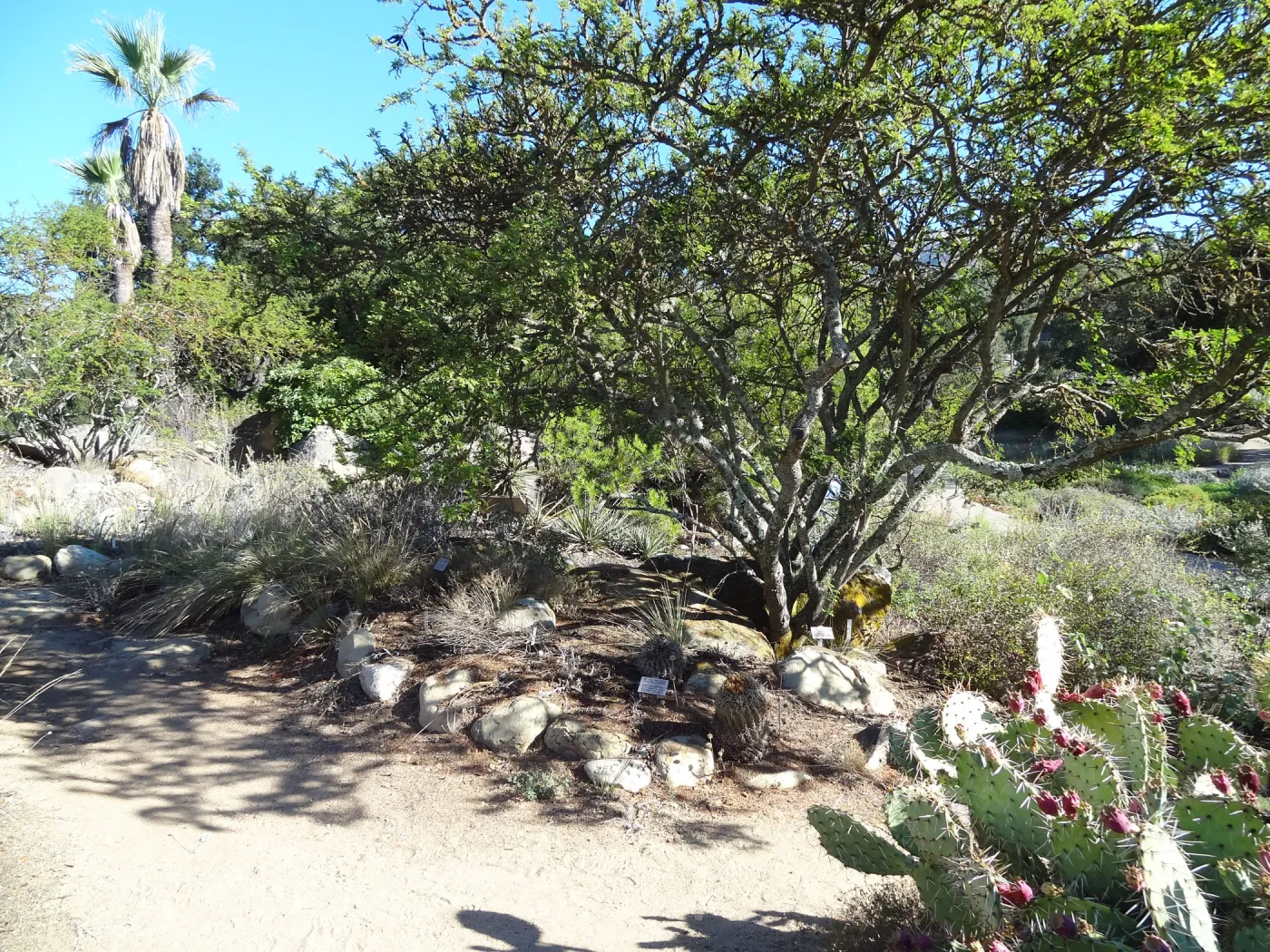 Desert Section