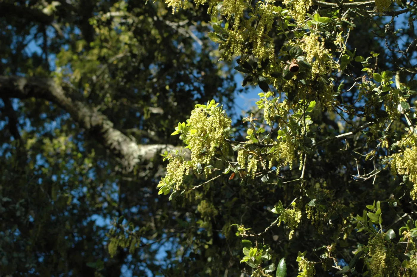 Coast live oak, Quercus agrifolia, flowering in the Garden