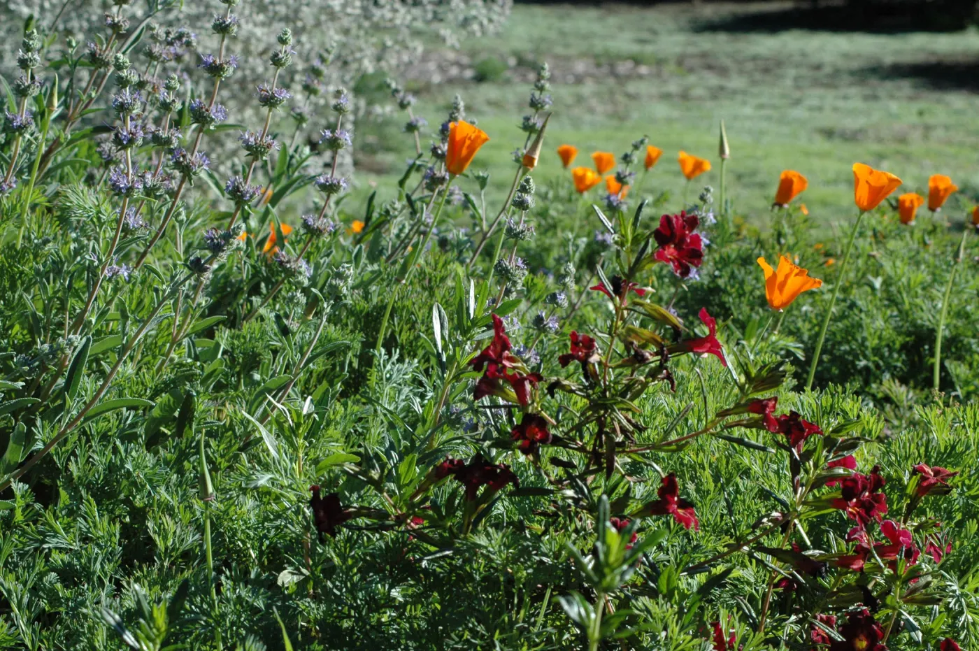 Salvia, (Sage) Mimulus (Monkeyflower) and poppies blooming on the edge of the Meadow