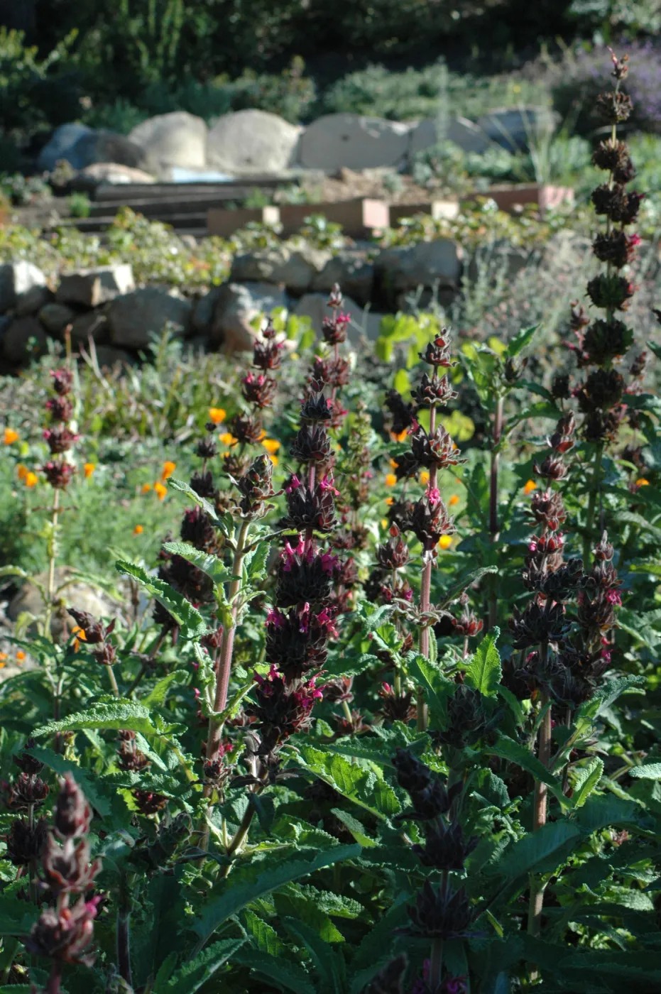 Hummingbird sage, Salvia spathacea in the upper Meadow border