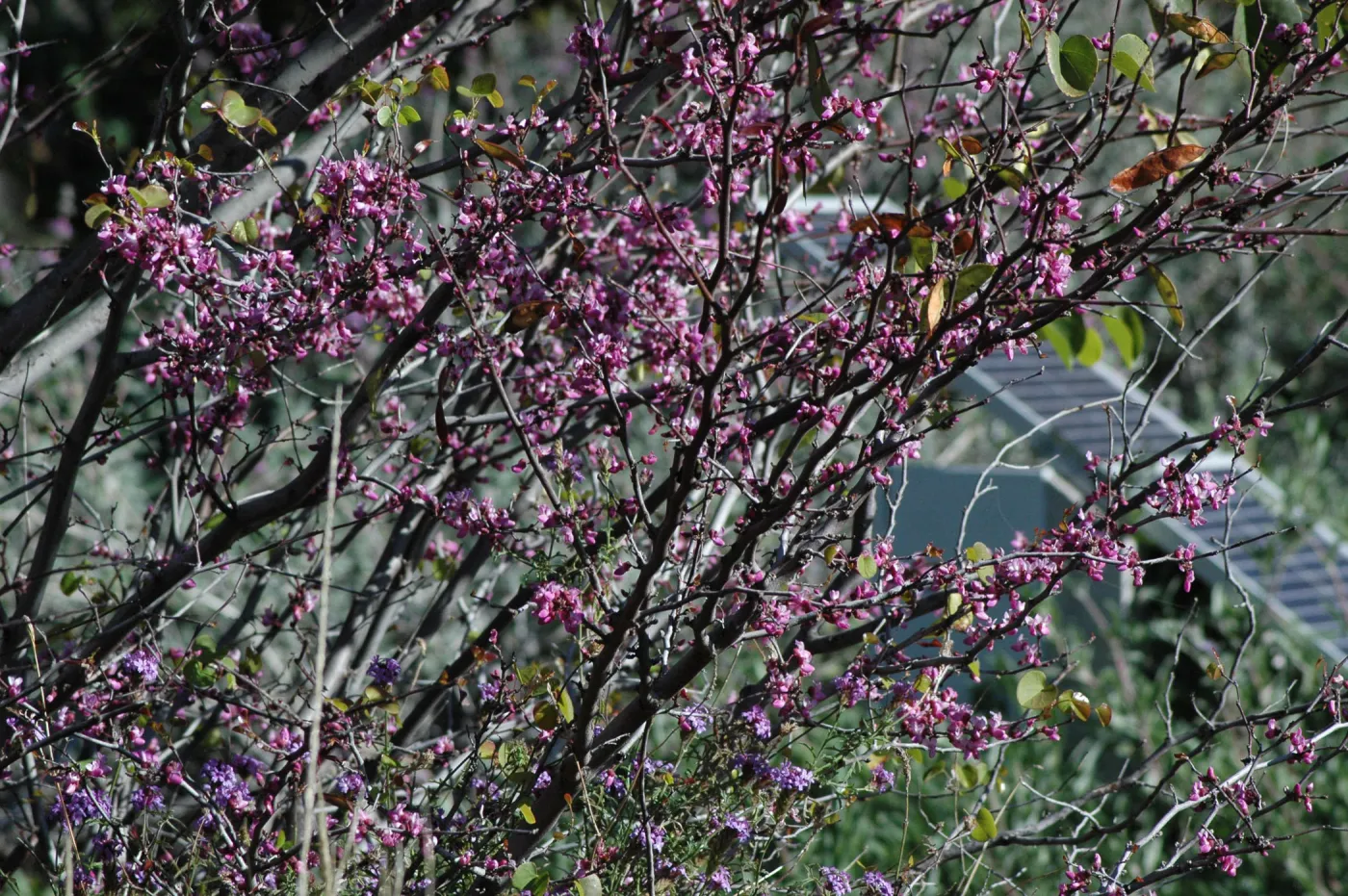 Cercis occidentalis (Redbud) in the upper Meadow, solar panel