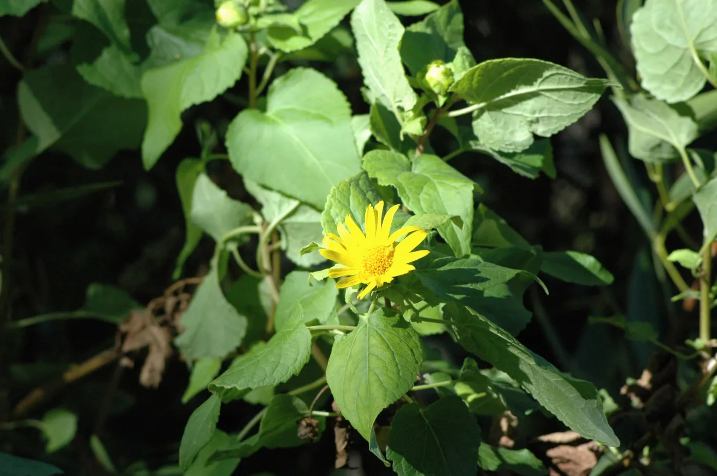 Canyon sunflower