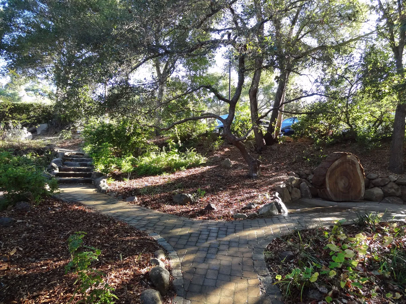 SBBG Arroyo Section, recent rainfall
