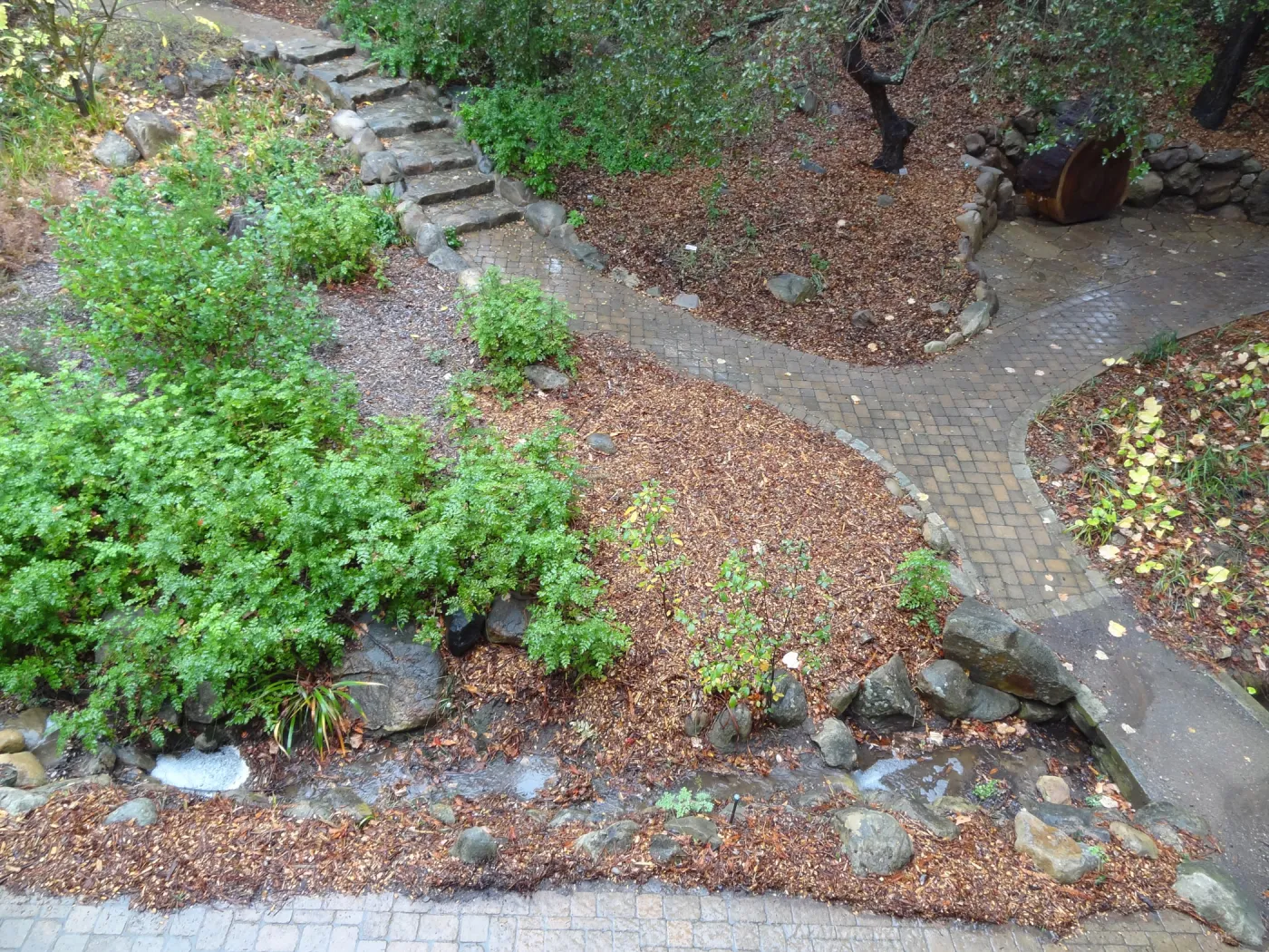 SBBG Arroyo Section, recent rainfall