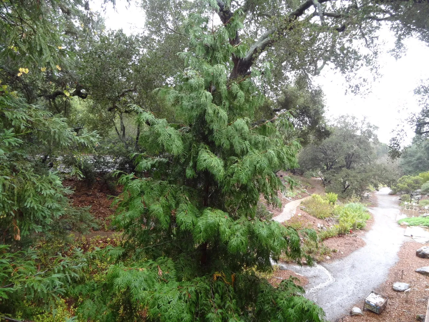 SBBG Arroyo Section, recent rainfall