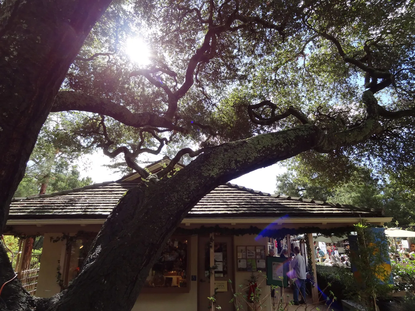sunlight, entrance oak, Garden Gift Shop (Coastal Live Oak)