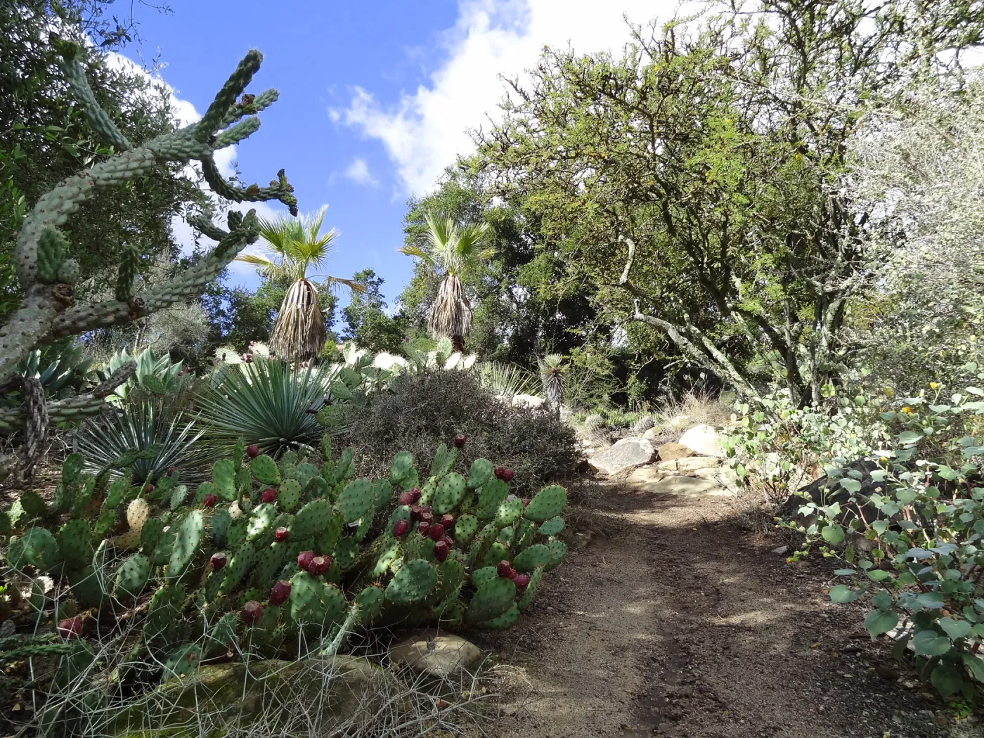 SBBG Desert Section, dirt path, blue sky