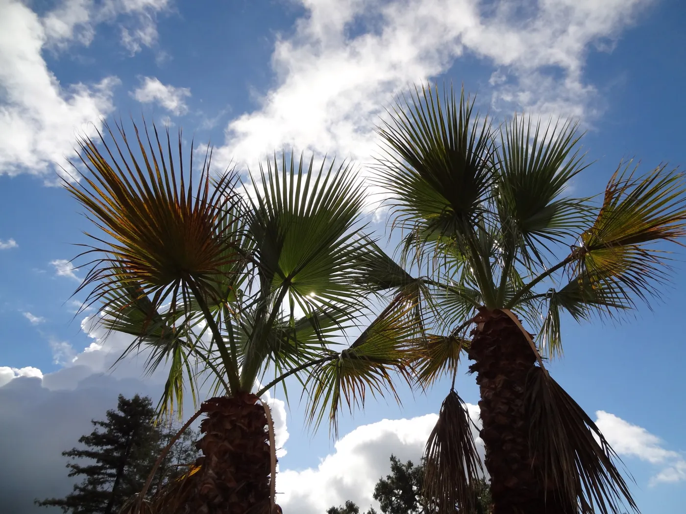 Palm trees in SBBG Desert Section with clouds and blue sky