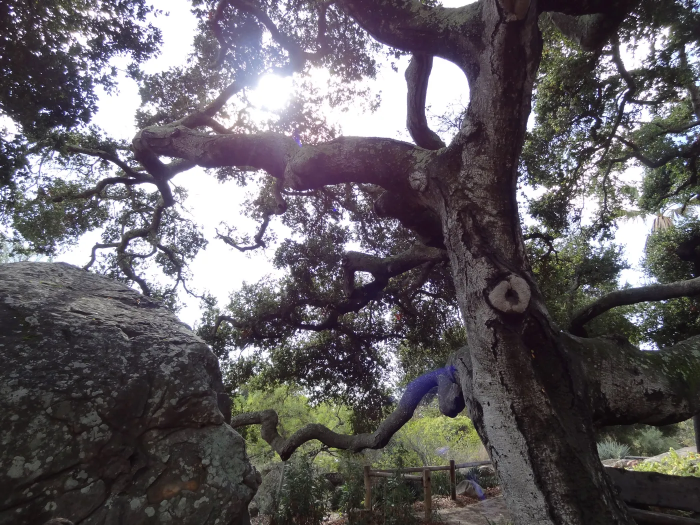 Blaksley Boulder, Oak tree canopy, sunlight