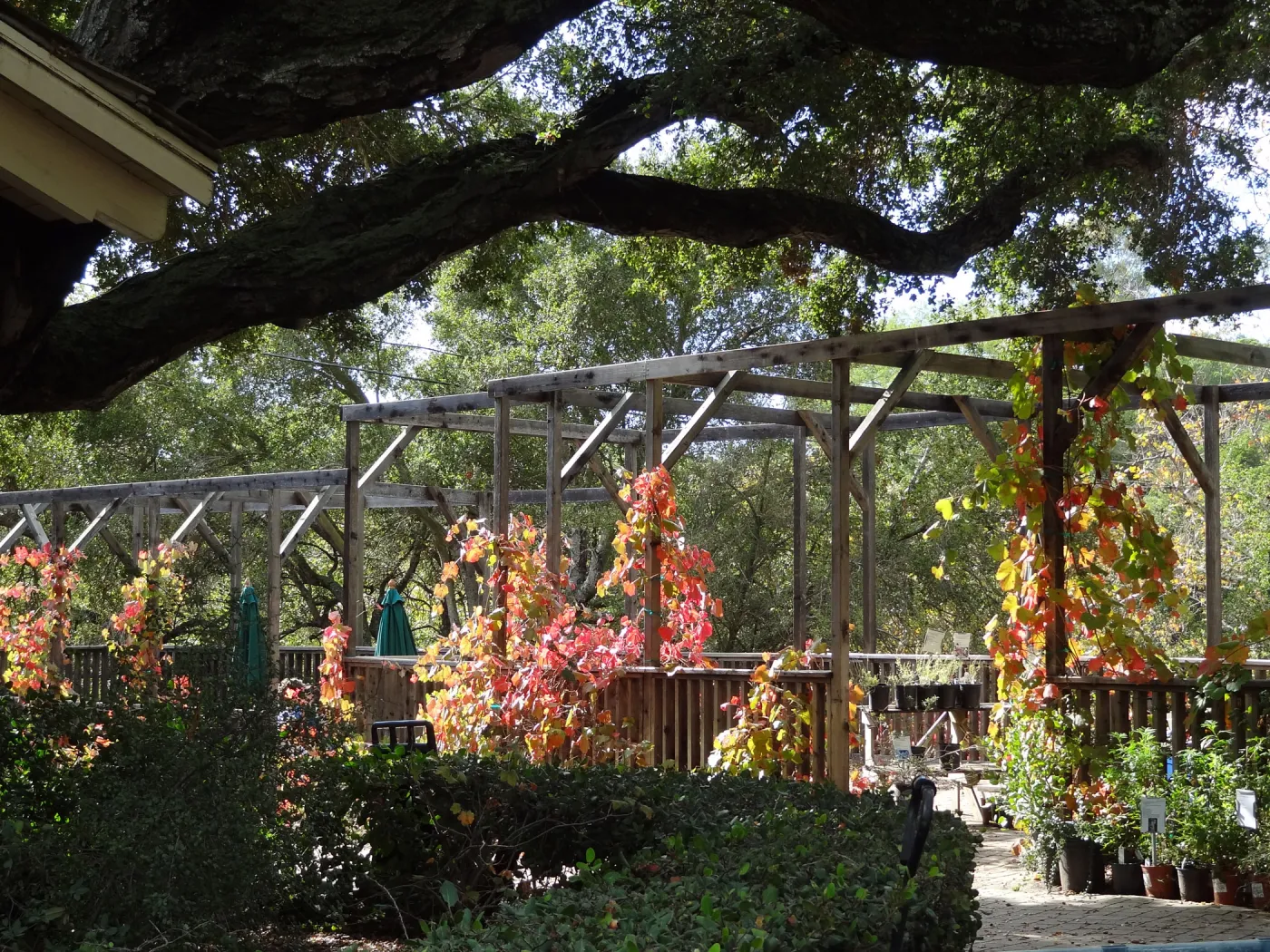 Vitis â€˜Rogers Red' in full color on the Courtyard Terrace at SBBG