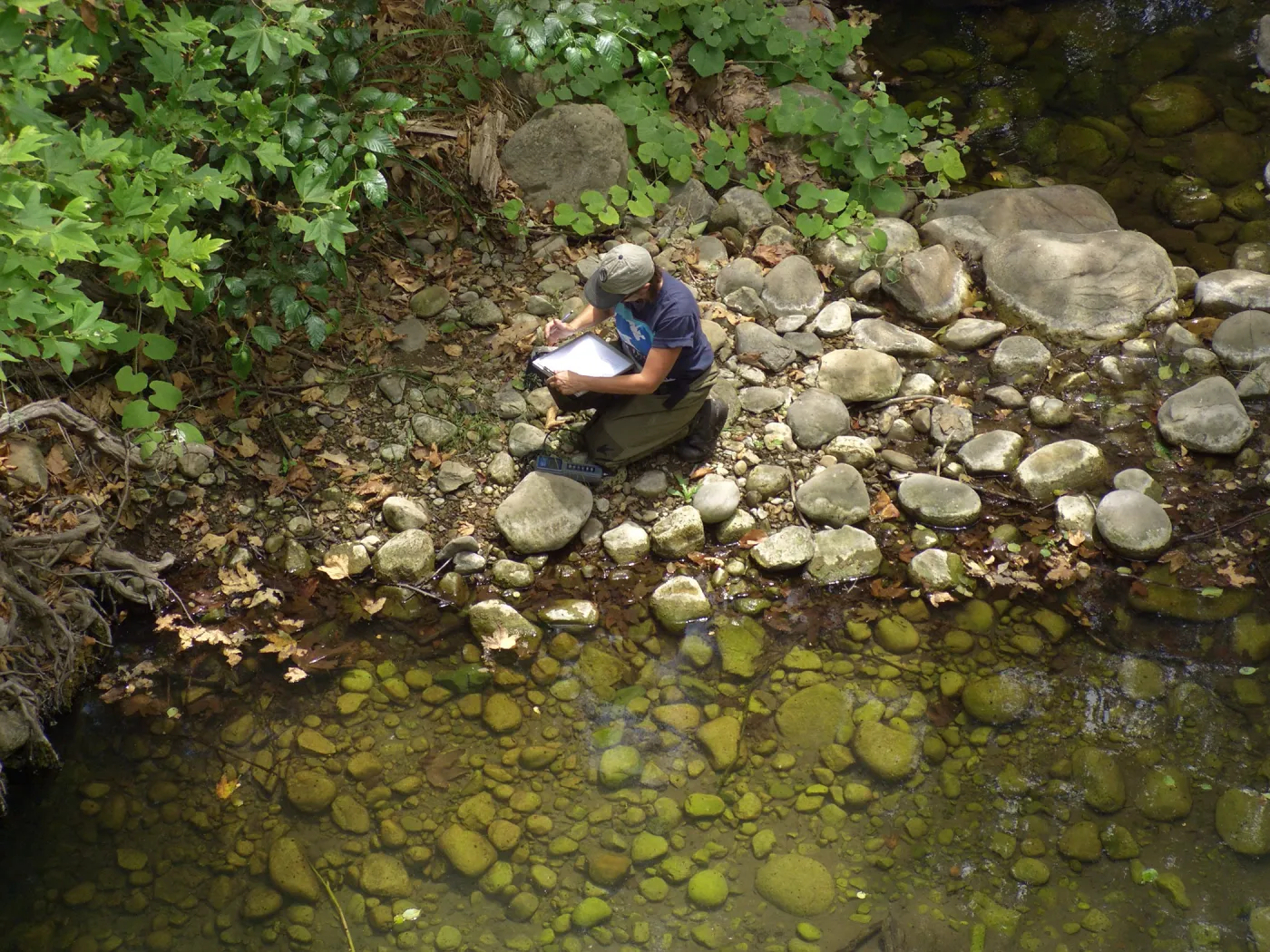 Steelhead trout release below Mission Dam. Gaytha Morningstar checks water temperature and oxygen content.