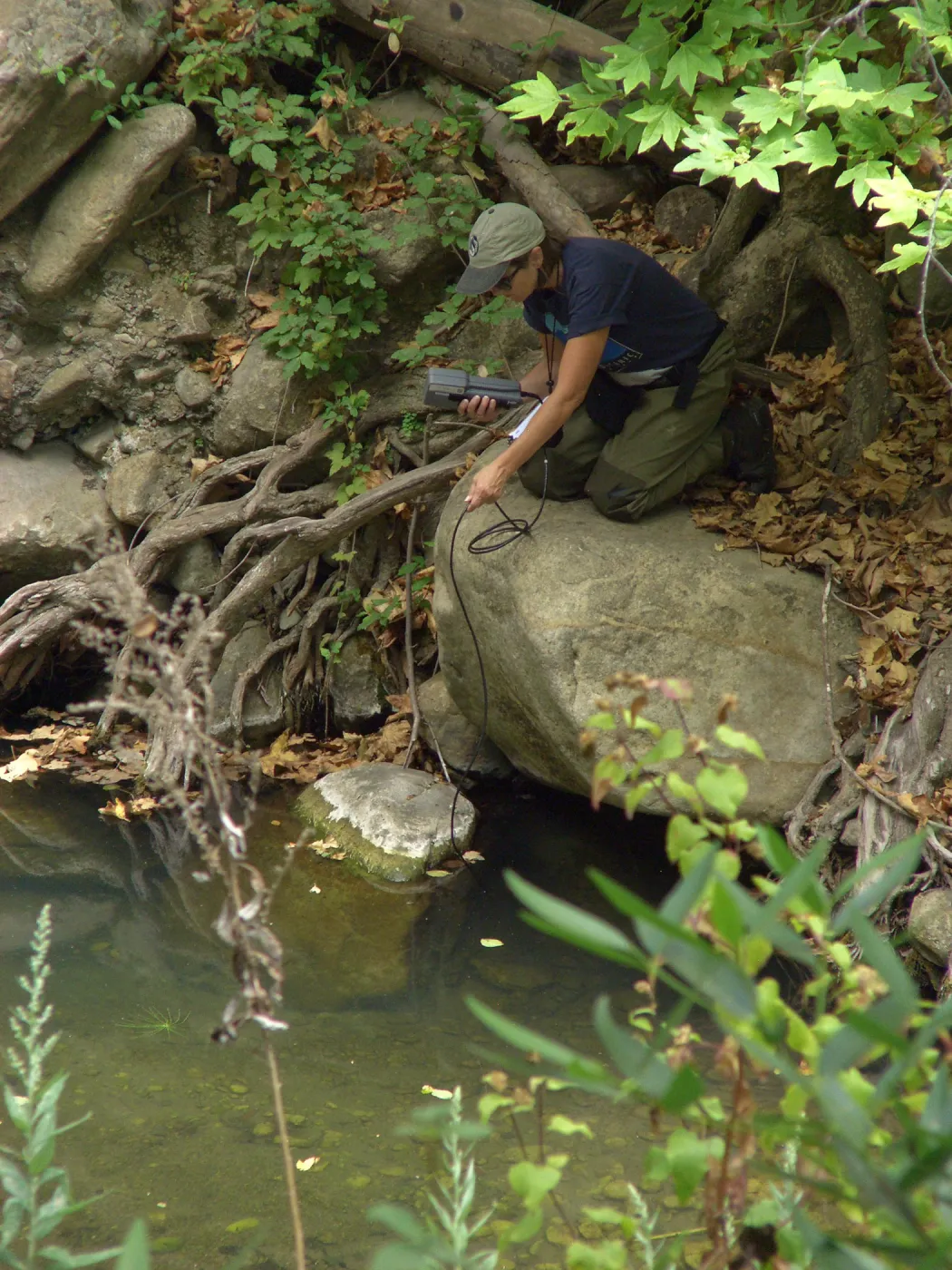 Steelhead trout release below Mission Dam. Gaytha Morningstar checks water temperature and oxygen content.