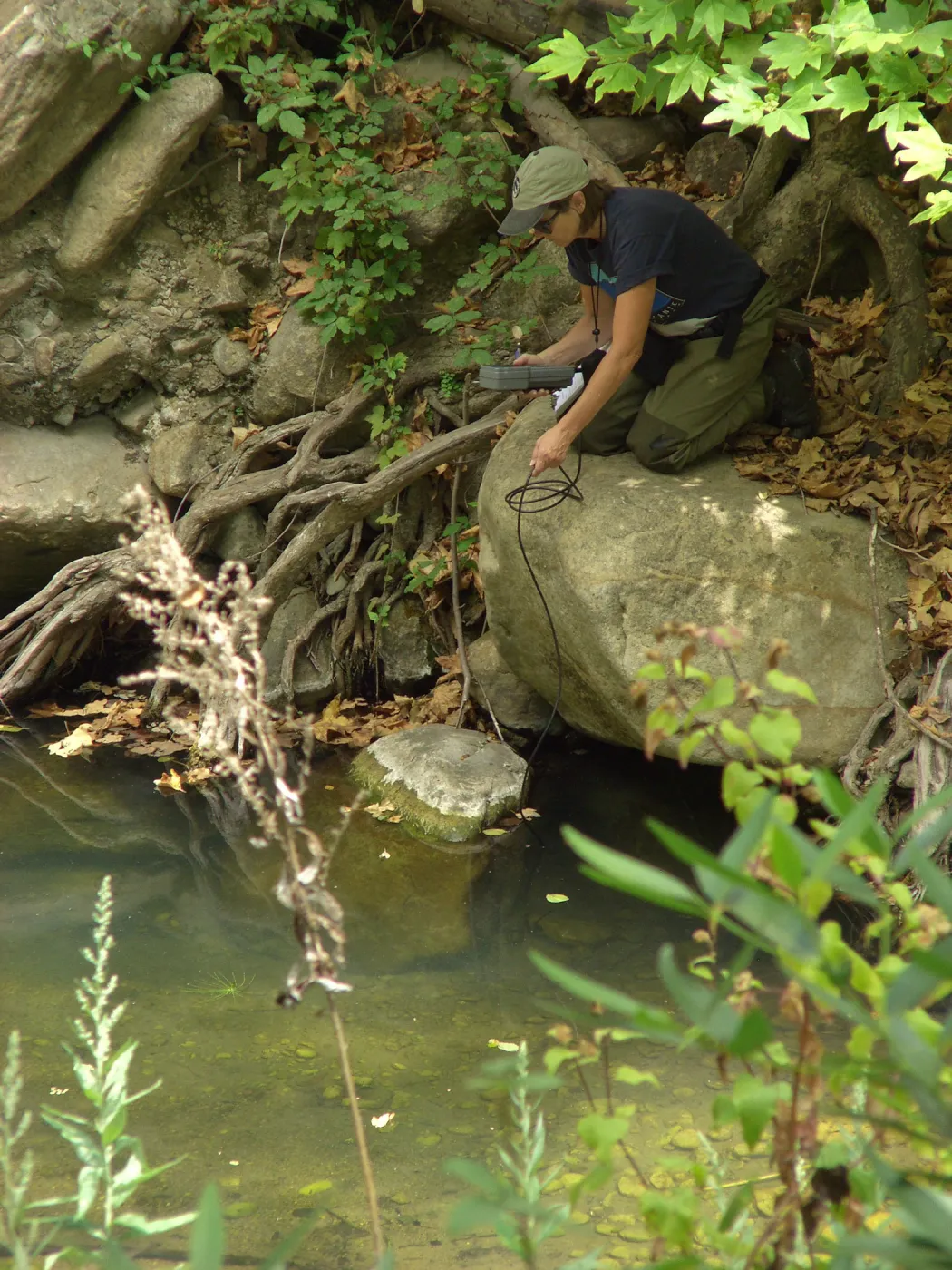 Steelhead trout release below Mission Dam. Gaytha Morningstar checks water temperature and oxygen content.