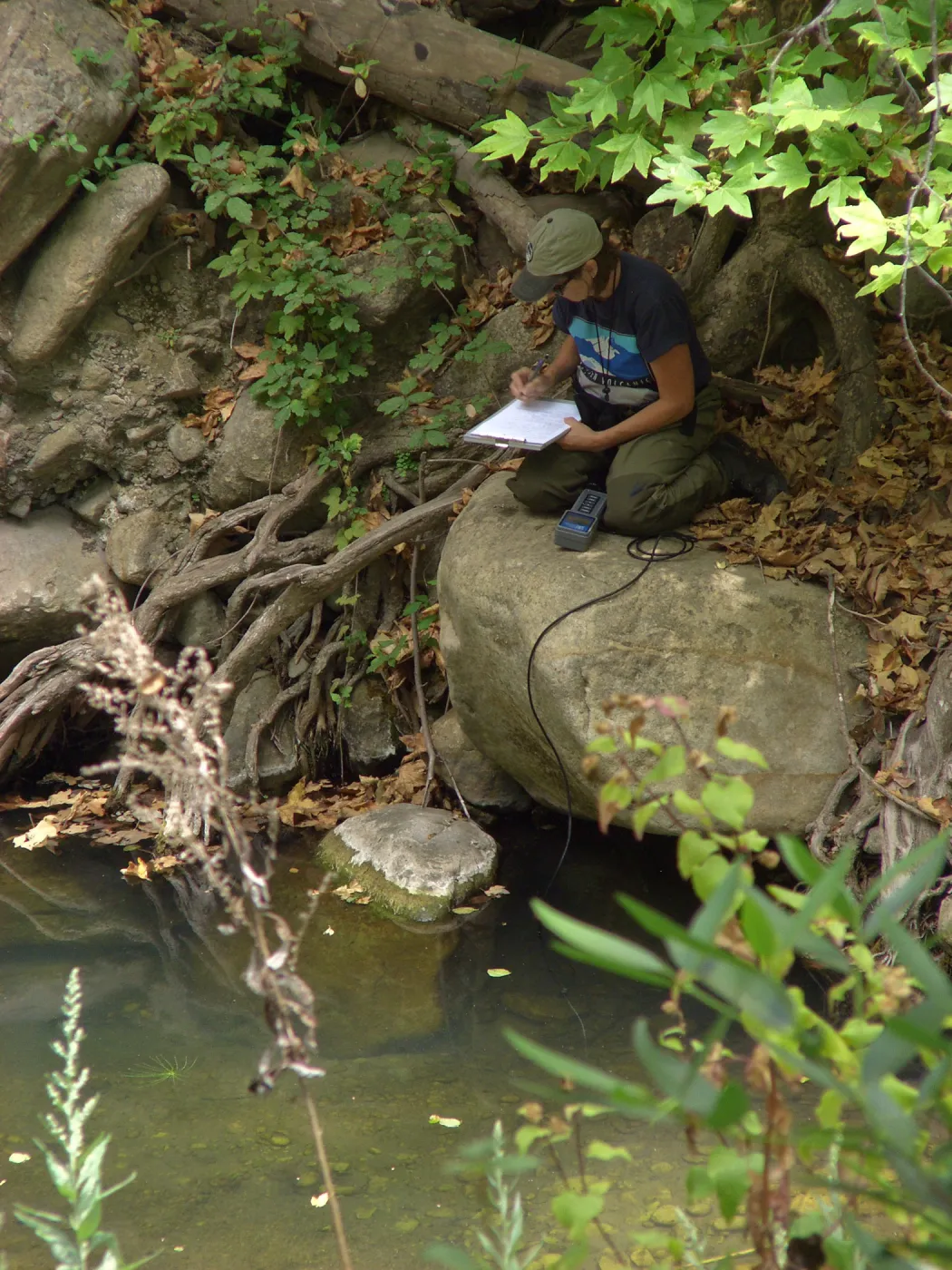 Steelhead trout release below Mission Dam. Gaytha Morningstar checks water temperature and oxygen content.