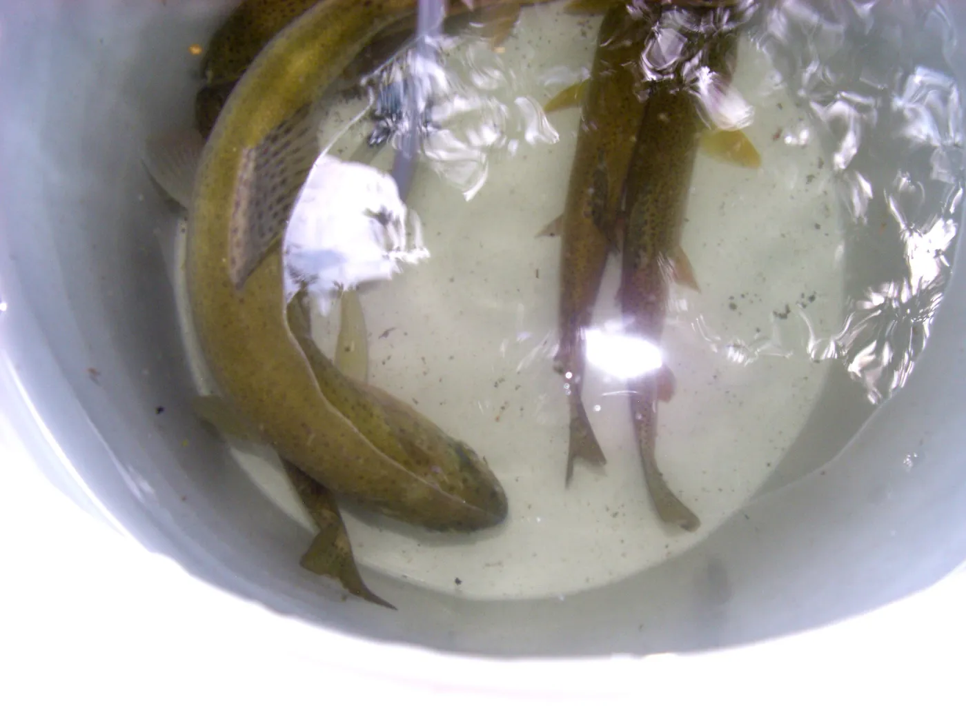 Steelhead trout release below Mission Dam. Larger fish to be released in pool immediately below dam.