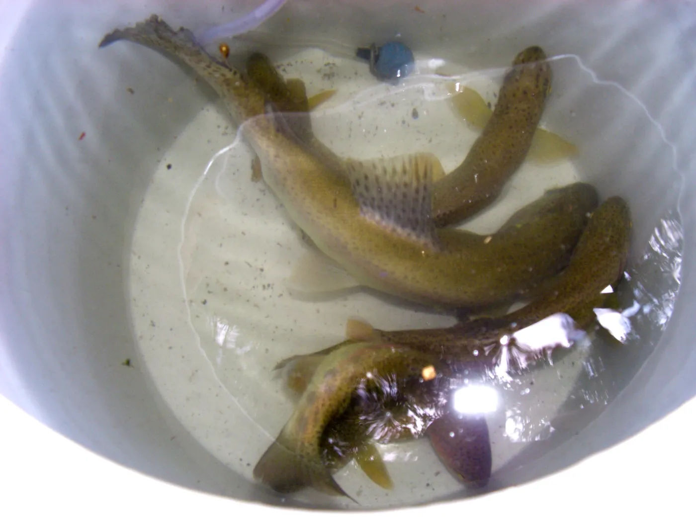 Steelhead trout release below Mission Dam. Larger fish to be released in pool immediately below dam.