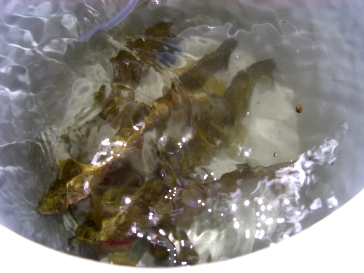 Steelhead trout release below Mission Dam. Larger fish to be released in pool immediately below dam.