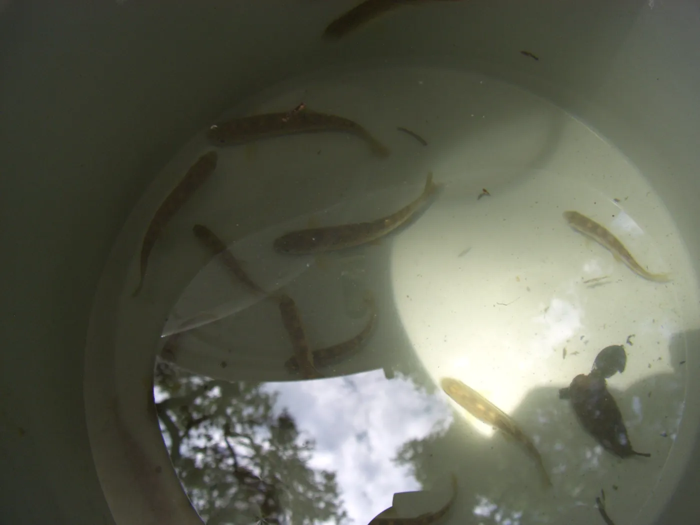 Steelhead trout release below Mission Dam. Smaller fish to be released among several pools below dam.