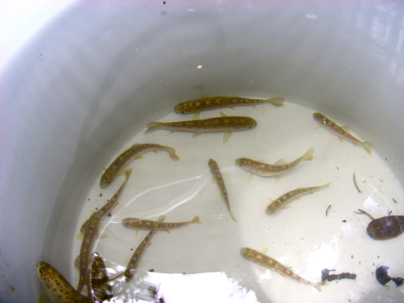Steelhead trout release below Mission Dam. Smaller fish to be released among several pools below dam.