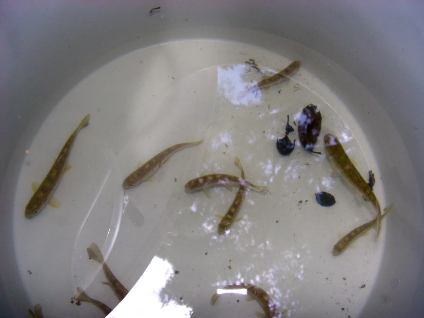 Steelhead trout release below Mission Dam. Smaller fish to be released among several pools below dam.