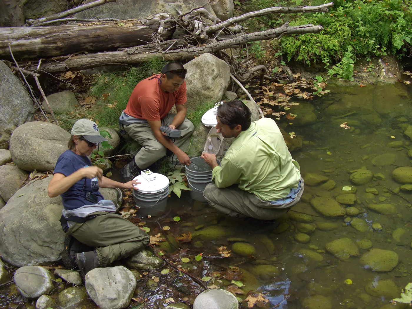 Steelhead trout release below Mission Dam. Matching the temperature of the water in the buckets to the pool.