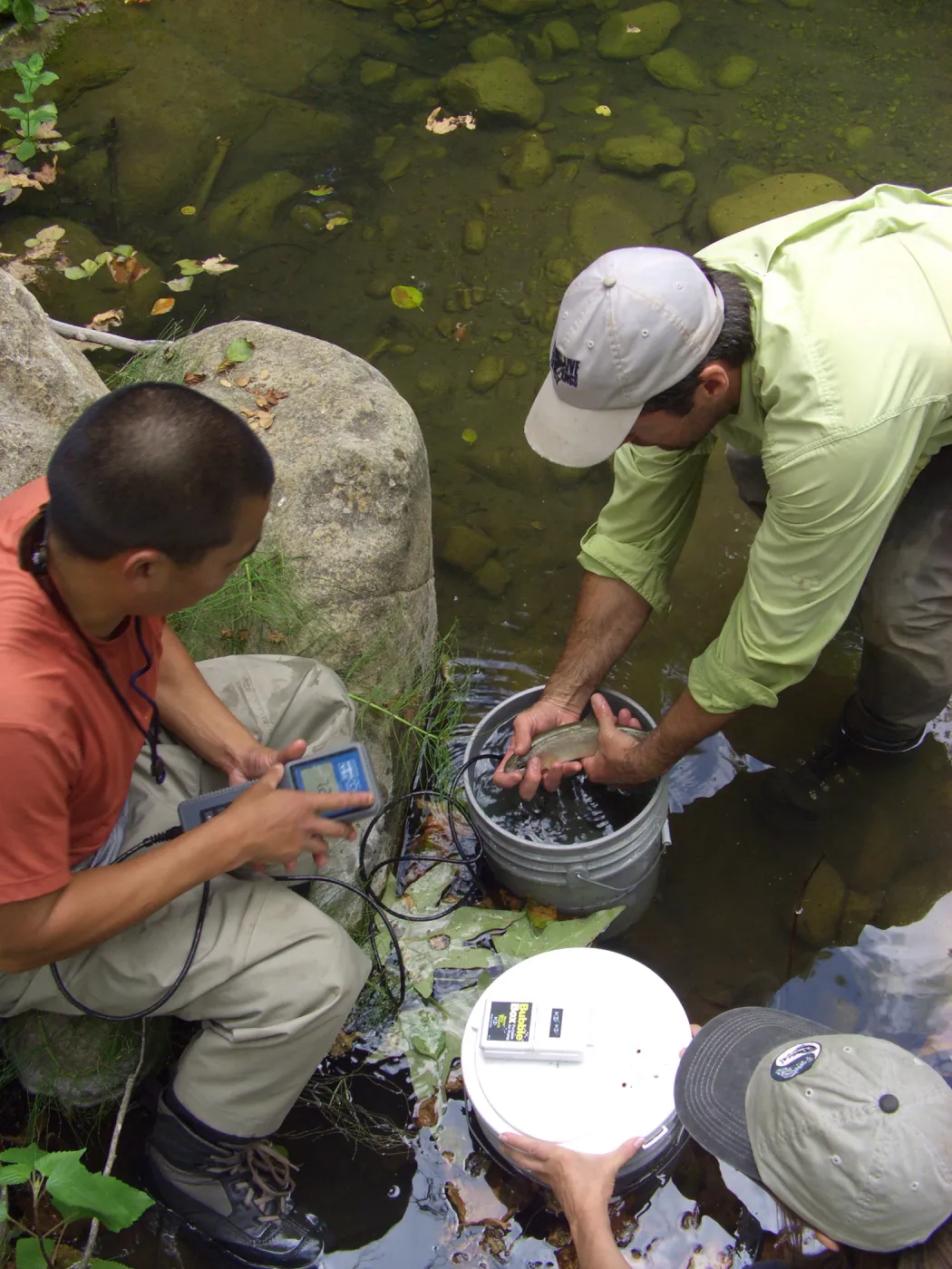 Steelhead trout release below Mission Dam. Largest fish, the first to be released.