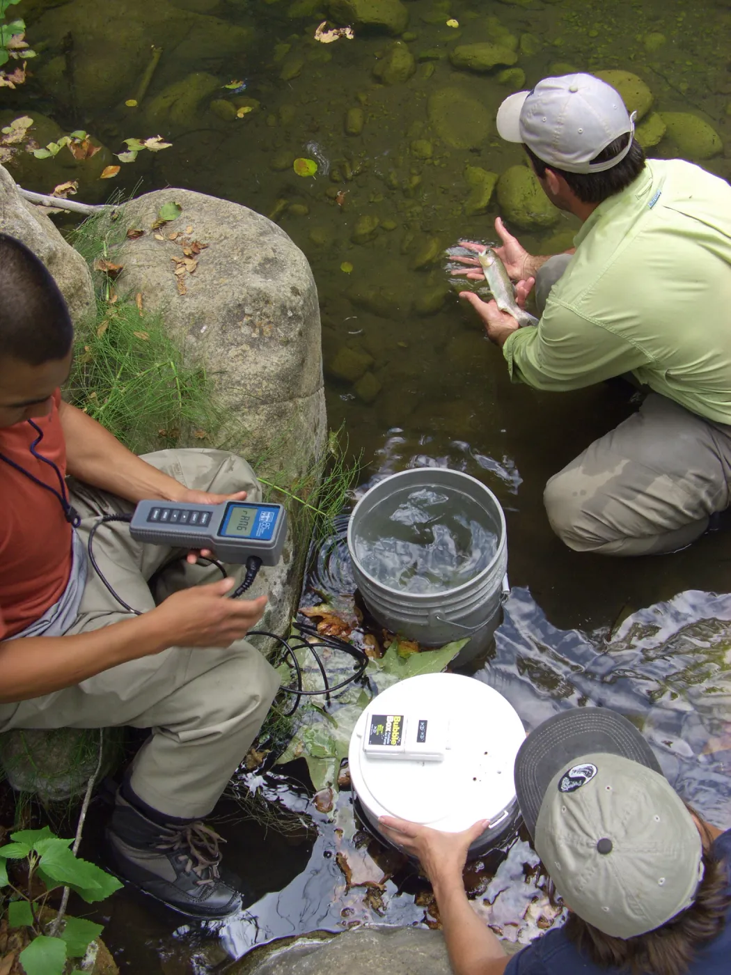 Steelhead trout release below Mission Dam. Releasing the first fish.